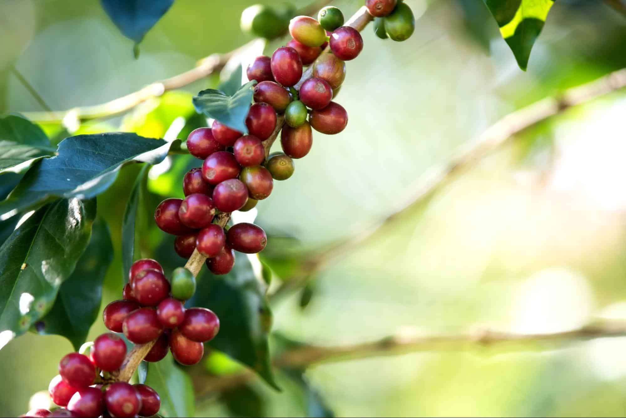 Types of Thai Coffee Beans